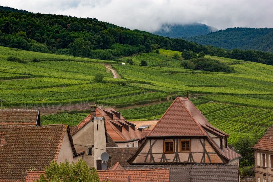 Rangs de vigne en été