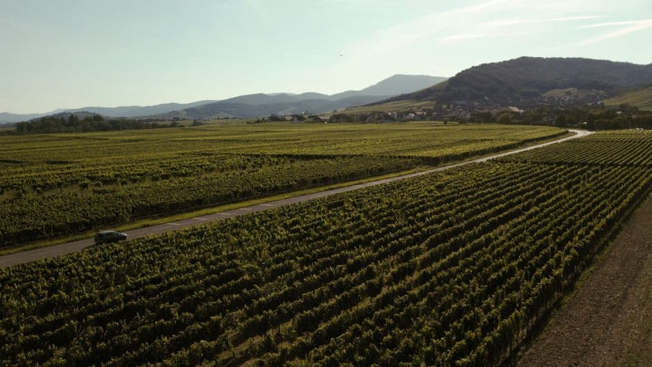 Route des Vins d'Alsace : Guide complet des villages et itinéraires
